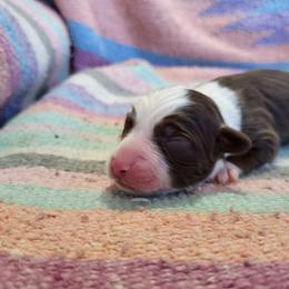 Rtm - Red tri male Miniature Australian Shepherd puppy in Willard, Missouri from Stoney Brook Aussies