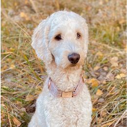 Cali - Goldendoodle