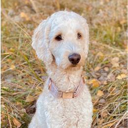 Cali - Goldendoodle