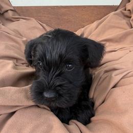 Yellow collar - Black female Miniature Schnauzer puppy in Smyrna, Tennessee from Moore's Miniature Schnauzers