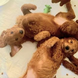 Goldendoodle Puppies from Myers Goldendoodles