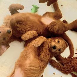 Goldendoodle Puppies from Myers Goldendoodles