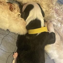 Fortune - Black and white female Sheepadoodle puppy in Rocky Point, North Carolina from CelticDoods