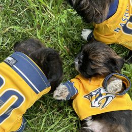 Shih Tzus from Smashville Shih-Tzus