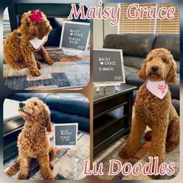 Goldendoodle Puppies from Lu Doodles