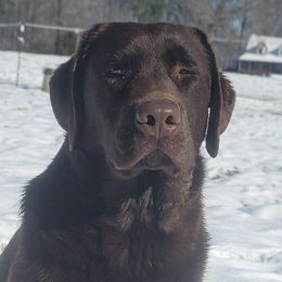 Kane - Labrador Retriever