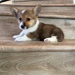Sapphire - Sable female Pembroke Welsh Corgi puppy in Phelan, California from Desert Sunset Pembroke Welsh Corgis