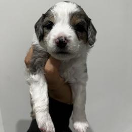 Aussiedoodle and Goldendoodle Puppies from Golden Farm