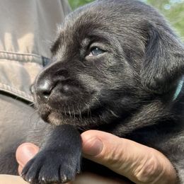 Lady Vesperine - Black female Labrador Retriever puppy in Richmond, Maine from King K9 Academy