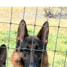 Manny - Black and red male German Shepherd puppy in Pemberton, New Jersey from Linda Filipkowski