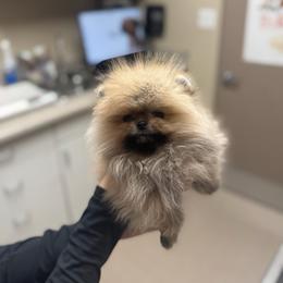 Pomeranian puppies from Haus of Pomeranians