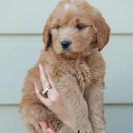 Grey collar boy - Genie - Red  male Goldendoodle puppy in Duncan, South Carolina from Abner Creek Poodles & Doodles