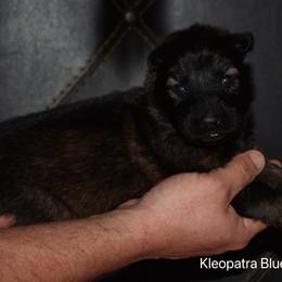 Blue Collar Female - Sable female German Shepherd puppy in Mariana, Florida from Haus M Godwin