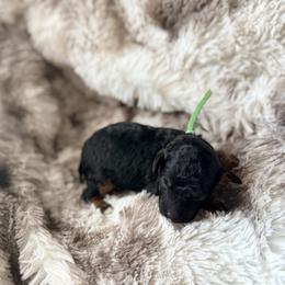 Yoshi - Phantom male Poodle puppy in Uniondale, New York from Poodles Are Mixy