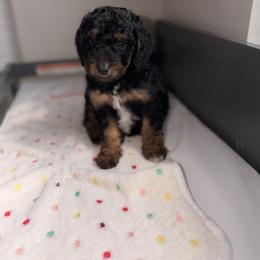 Cavapoo and Goldendoodle Puppies from Dori