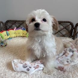 Handsome Blonde Parti Coloration Male - Tan and white male Yorkshire Terrier puppy in Benson, Arizona from Happy Tails Yorkies