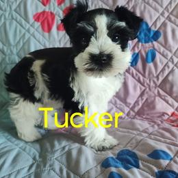 Tucker - Parti male Miniature Schnauzer puppy in Diana, Texas from Happy Pawz Schnauzers