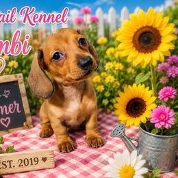 Bambi - Cream female Dachshund puppy in Hudson, Michigan from Mittentail Kennel Miniature Dachshunds & Australian Shepherds