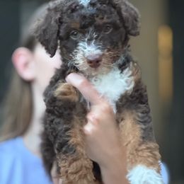 Willet - Red tri-color female Aussiedoodle puppy in Kennesaw, Georgia from Distinctive Doodle