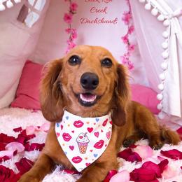 Willow - Dachshund