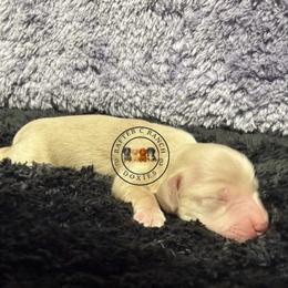 B2 cream or red - Cream male Dachshund puppy in Carthage, Texas from Rafter C Ranch Doxies