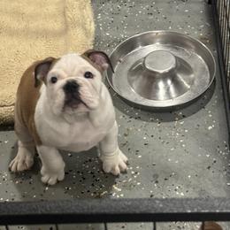 Bulldog puppies from Empire Bulldogs & French Bulldogs