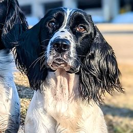 Joule - English Springer Spaniel