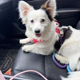 American Corgi puppies from Golden Hour Corgis