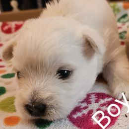 West Highland White Terriers from Touchdown Westies