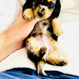 Dachshund Puppies from Meldox
