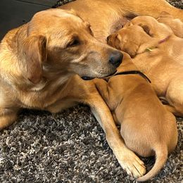 Labrador Retrievers from Britt's Labrador Retrievers