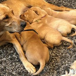 Labrador Retrievers from Britt's Labrador Retrievers