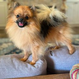Darla - Pomeranian