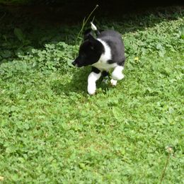Border Collie Puppies from Porter’s Borders