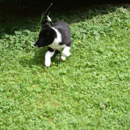Border Collie Puppies from Porter’s Borders