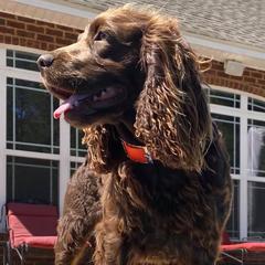 Boykin Spaniels from T3 Kennel