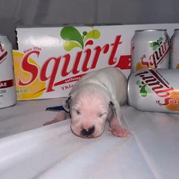 Squirt - White and black male Dalmatian puppy in Des Moines, Iowa from Spot Splattered Dalmatians
