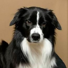 Border Collies from HiQ Border Collies