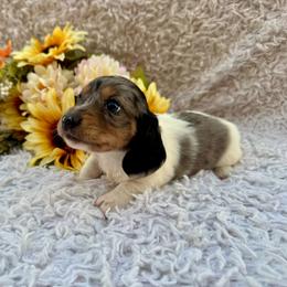 Sunni - Dapple female Dachshund puppy in Colbert, Oklahoma from Brooke Crenshaw