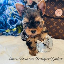 Remi - Black and tan male Yorkshire Terrier puppy in Newport Center, Vermont from Green Mountain Designer Yorkies