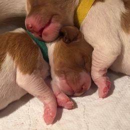 Brittany Puppies from Lakeview Brittanys