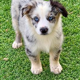Blue male - Blue merle male Australian Shepherd puppy in Lemon Cove, California from Magic Ranch Mini Aussies