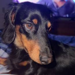 Buster - Dachshund