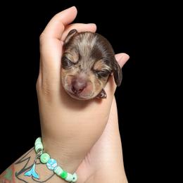 Bear - Dapple male Dachshund puppy in Los Angeles, California from One Love Doxies