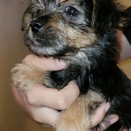 Assorted Doodle Crosses, Double Doodle, Maltipoo, Morkie, and Yorkipoo Puppies from Danza Bolo