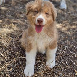 Ron Weasley - Red tri-color male Australian Shepherd puppy in Tehachapi, California from Boundless Joy Aussies