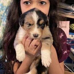 Australian Shepherd Puppies from TK Australian Shepherds