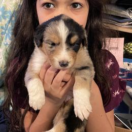 Australian Shepherd Puppies from TK Australian Shepherds