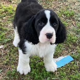 Brian - Black and white male English Springer Spaniel puppy in California from Pridemark