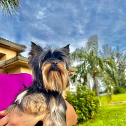 King Kay - Black and tan male Yorkshire Terrier puppy in Fort Myers, Florida from Katherine’s Yorkies and Poodles